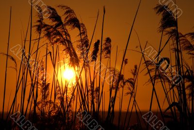 Reeds in the sun