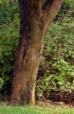 Olive tree trunk