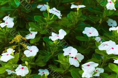 White flowers with small violet centers