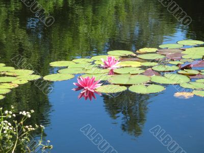 wild pure waterlily