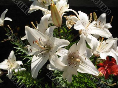 rich white lilies
