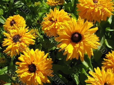 a few sunshiny flowers