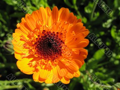 amusing flamy flower