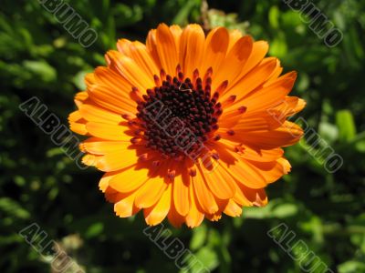 amusing flamy flower