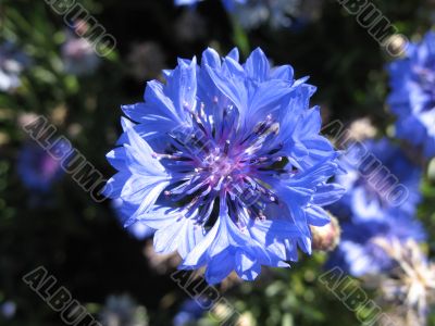 crystal-blue petals of flower
