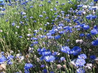 rich field of cornflower
