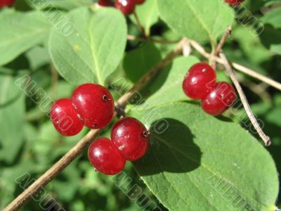 wild red forest beries