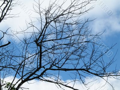 boughs on the back of the sky