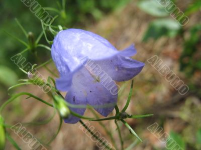 shy blue bellflower