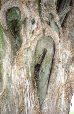 Tree Bark