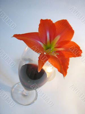 Red Wine