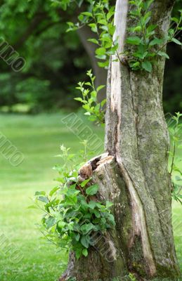 Tree Stump
