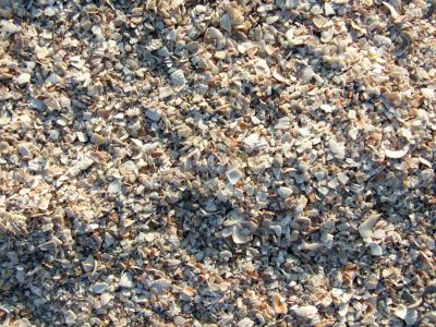 The small broken cockleshells on a beach.
