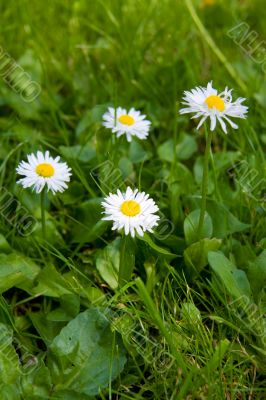 camomile, ox-eye daisy