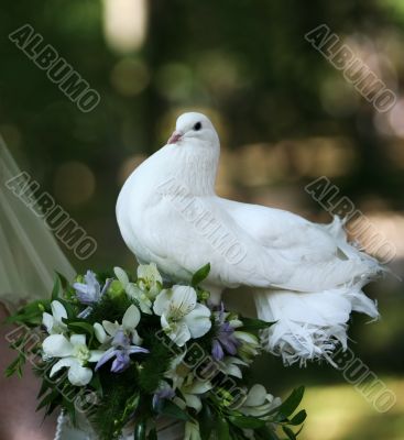 Wedding pigeon