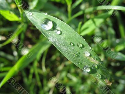 tears of the sun on the long leaf