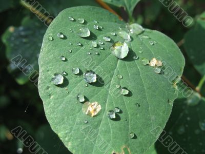 tears of the sun on the leaf