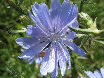 amazing wild twilight blue flower