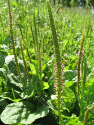 flowering field of plaintains