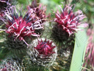 few thorny flowers of agrimony