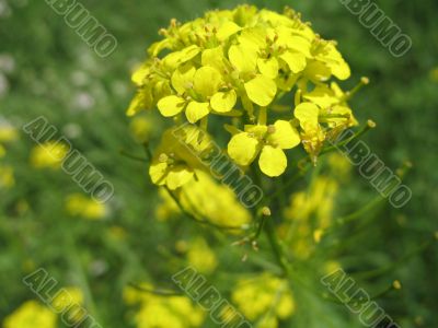 simple bright joyful flower