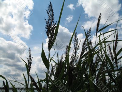 a group of the reeds near the lake