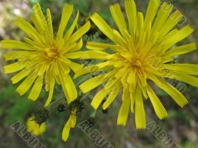 two sunny flowers in the forest
