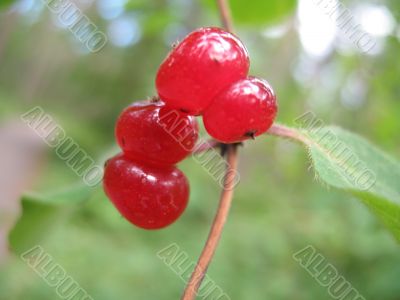 wild forest red beries