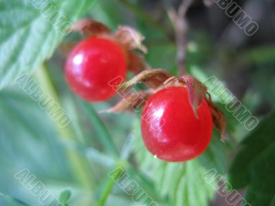 few red forest berries