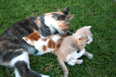 Mother cat and kittens