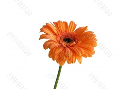 Orange Gerbera Isolated