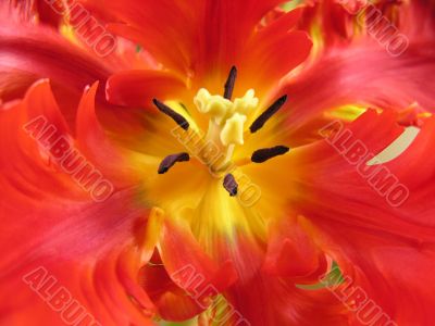 Details of Tulip stamens and other parts