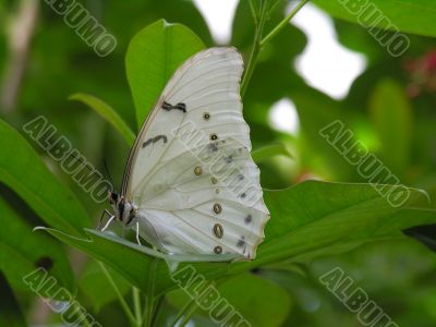 White Butterfly Close-Up