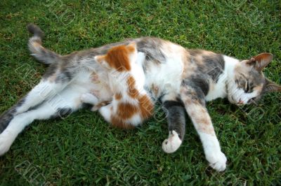 Mother cat and kitten