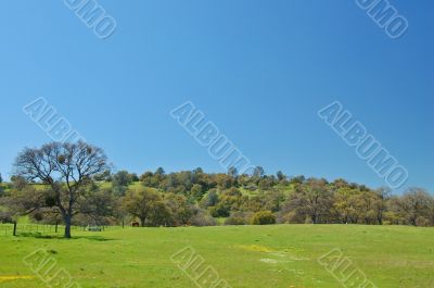 spring countryside