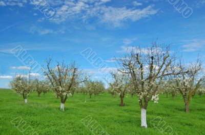 orchard in springtime