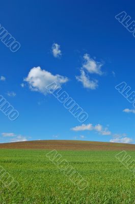 springtime field