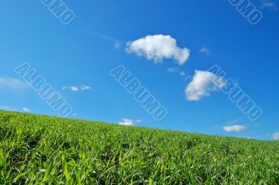 springtime field