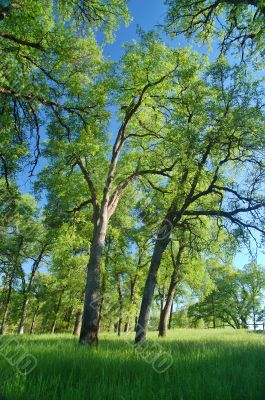 verdant spring landscape