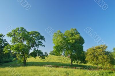 verdant spring landscape