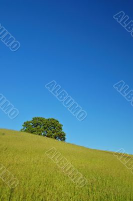 verdant spring landscape