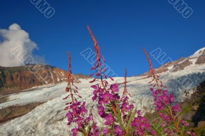 Flowers and a glacier