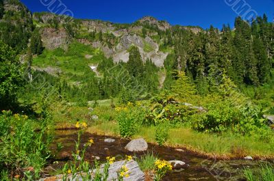 Mountain Meadow