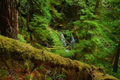 Waterfall in the forest