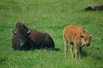 Yellowstone Bison