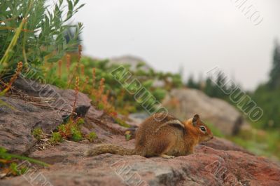 Golden Mantled Ground Squirrel
