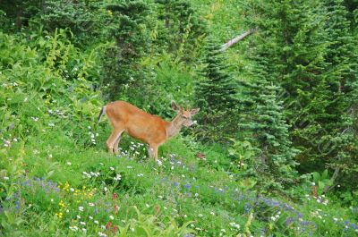 Deer in a meadow