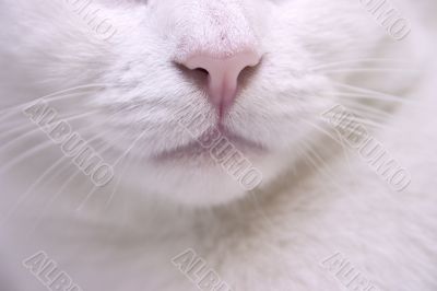 Cat sensors