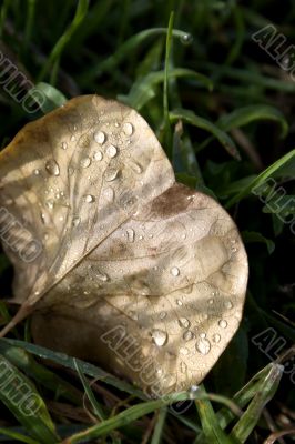Wet and dry