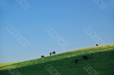 cattle on the hillside